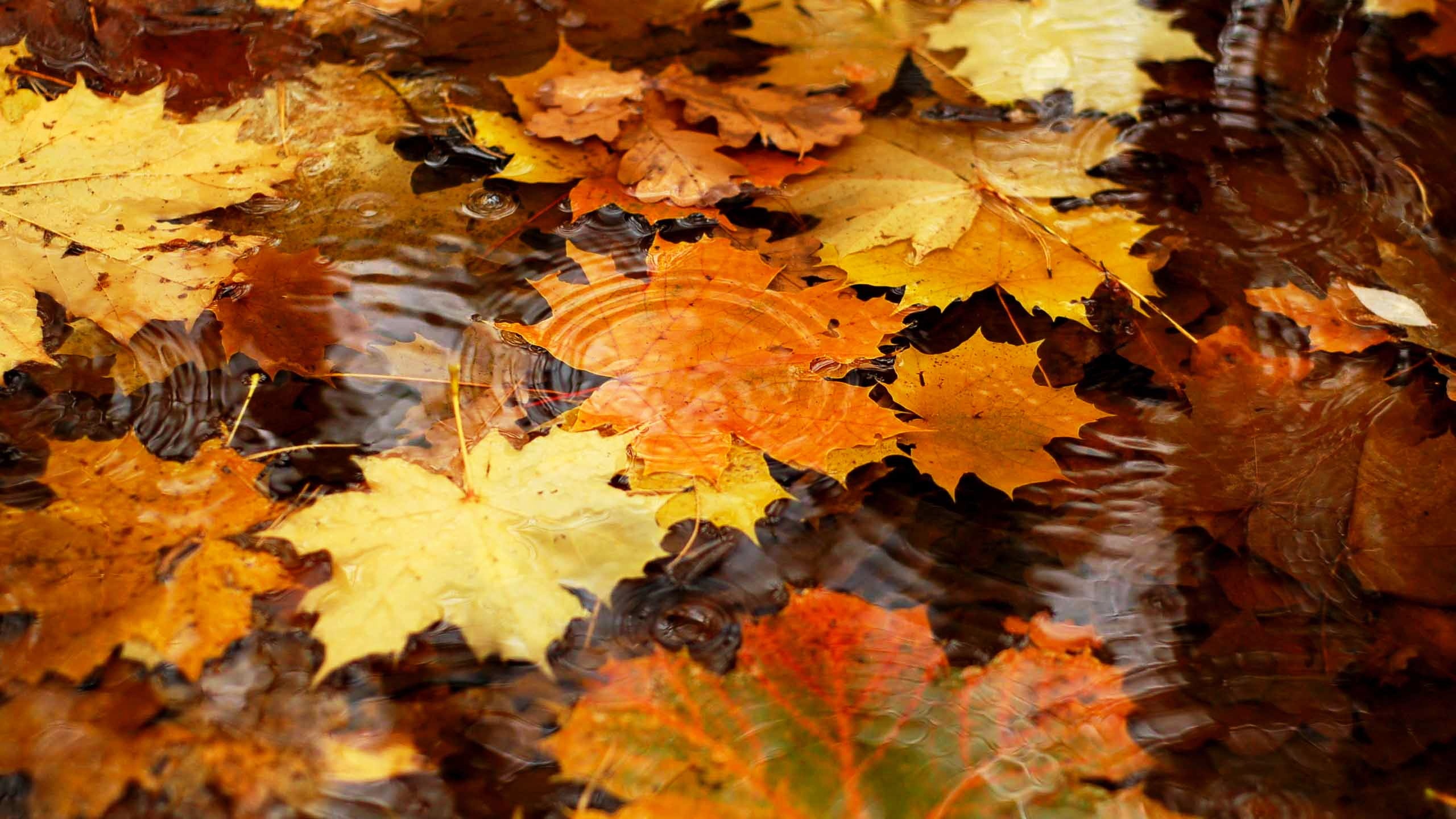 Autumn Leaves 33095 2560x1440 px ~ HDWallSource.com