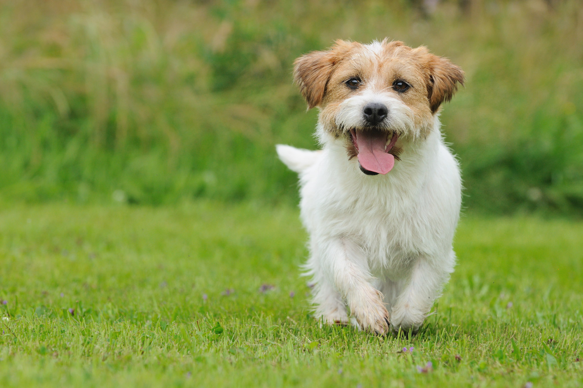 Dogs align with Earth's magnetic field when pooping: study | New ...
