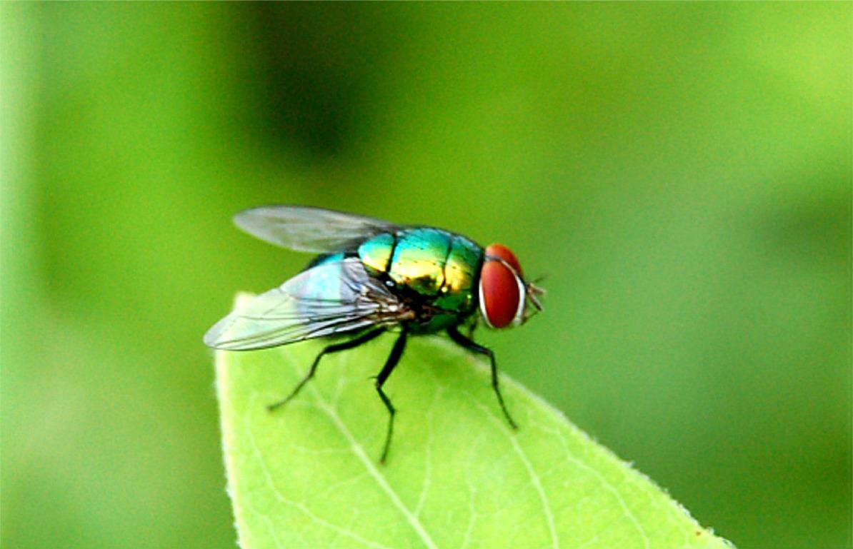 Fly - Animals Pictures