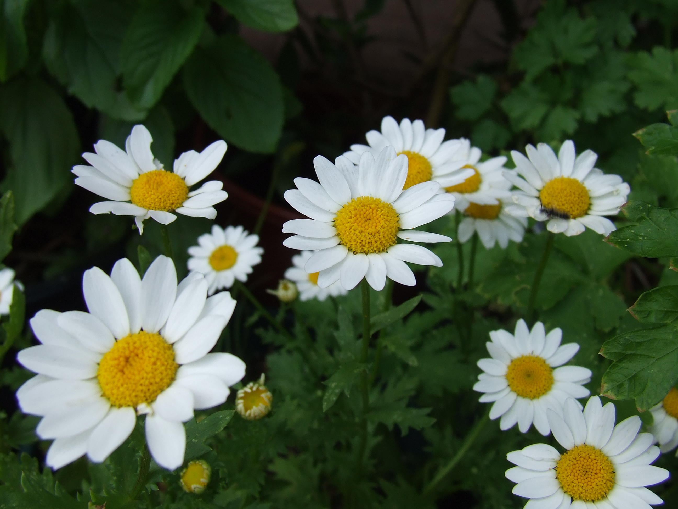 File:Several daisies (Asteroideae).jpg - Wikimedia Commons