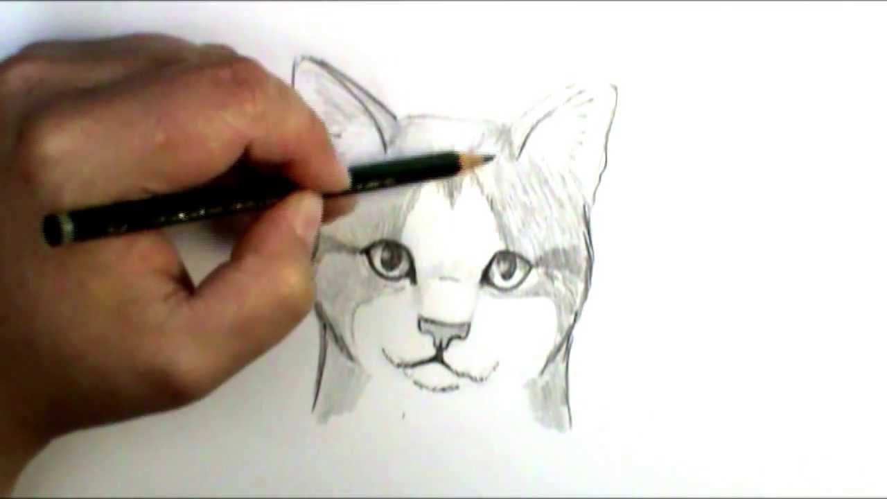 How to draw a cat face - YouTube