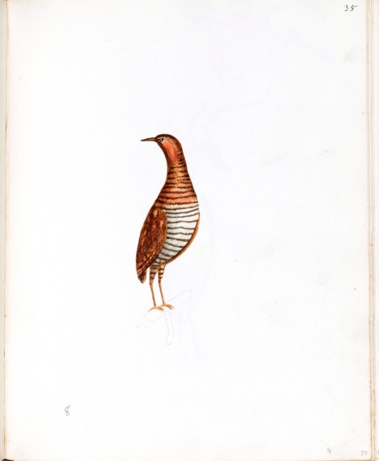 Animal – Bird 4 | Vintage Printable at Swivelchair Media – Beta