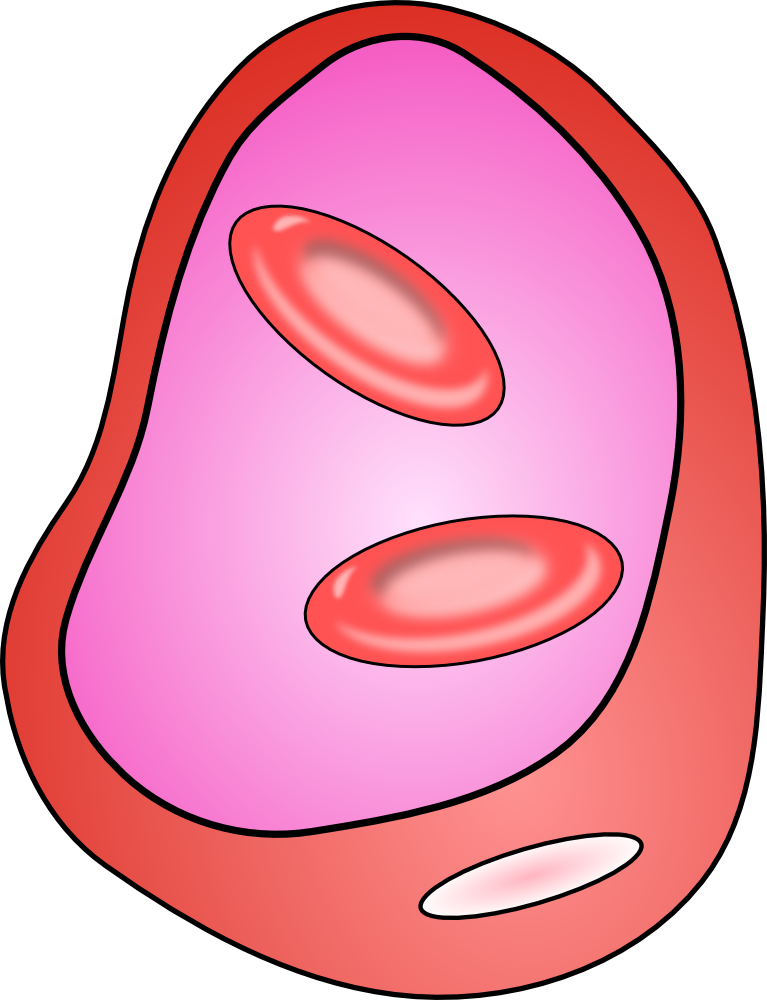 OnlineLabels Clip Art - Blood Vessel With Erythrocites