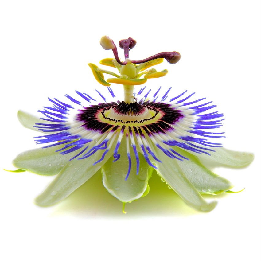 Tropical Exotic Passion Fruit Seeds Purple Passiflora Edulis ...