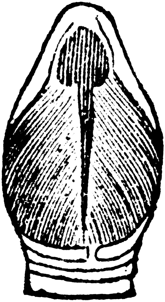 The Larynx Muscles of a Rook | ClipArt ETC