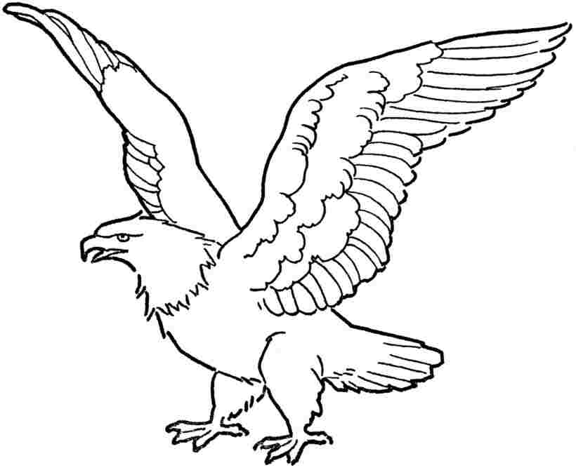 Eagle Printable In Eagle Coloring Pages Section Free Tattoo