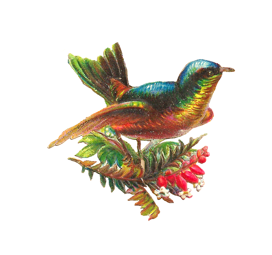 Antique Images: Free Digital Bird Clip Art: Colorful Song Bird ...
