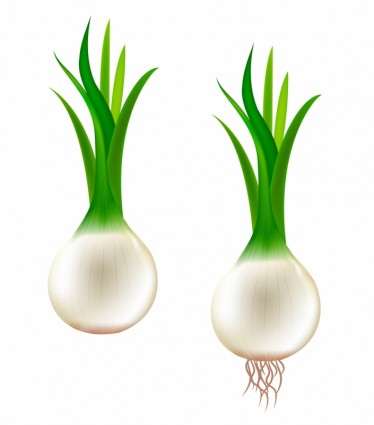 Green onion Free vector for free download (about 7 files).