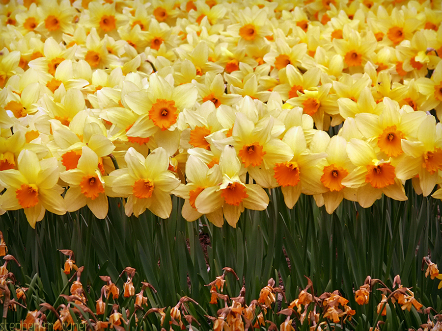 The Birth Flower for March