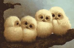 Owl GIFs on Giphy