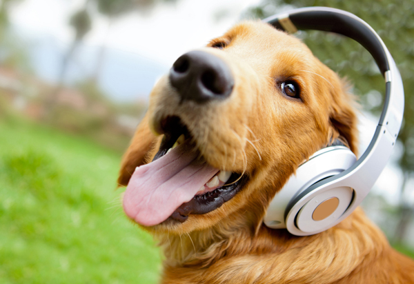 Signs Your Dog is Mourning | A PLUS ANIMAL HOSPITAL