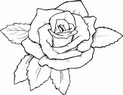 Rose Drawing | Flickr - Photo Sharing!