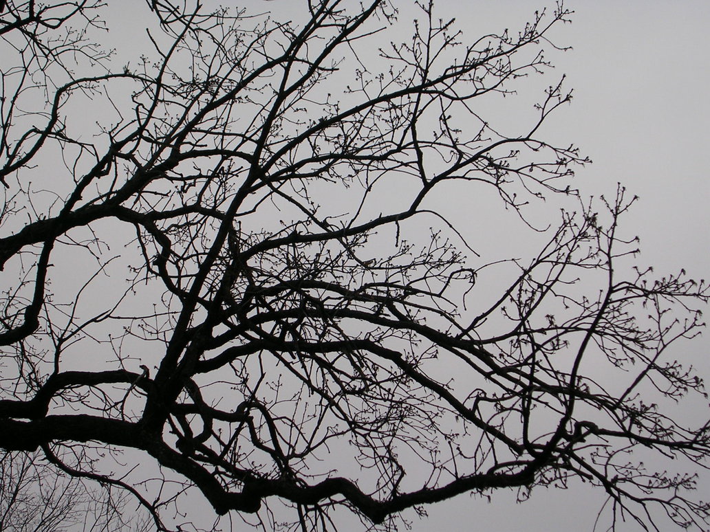 Branches Silhouette by Fireflowerlass on DeviantArt