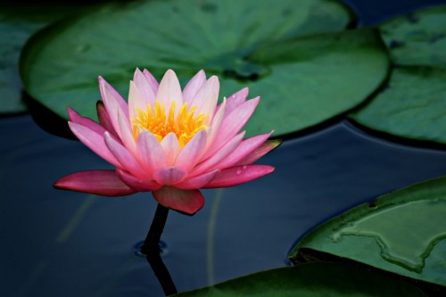 Lalita's Fall Cleanse - Golden Lotus Level - Maria Alive