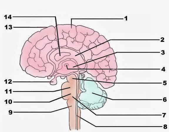 Blank Brain Diagram | Anatomy Picture Reference and Health News