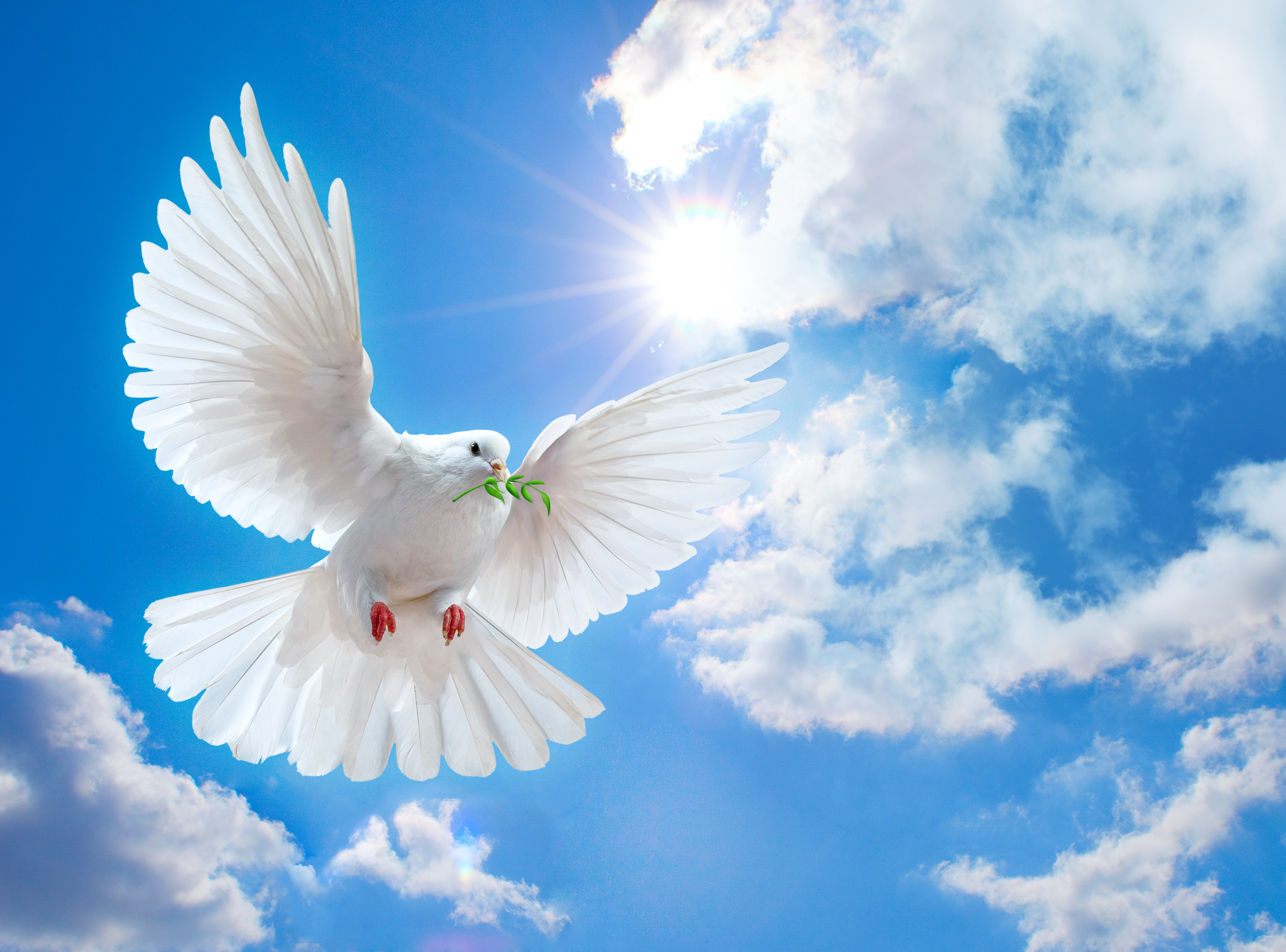 Dove of peace wallpaper - ForWallpaper.com