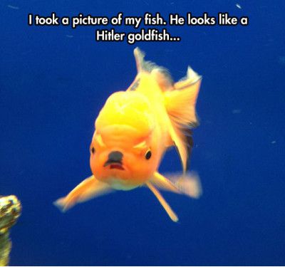 FunniestMemes.com - Funniest Memes - [I Took A Picture Of My Fish ...