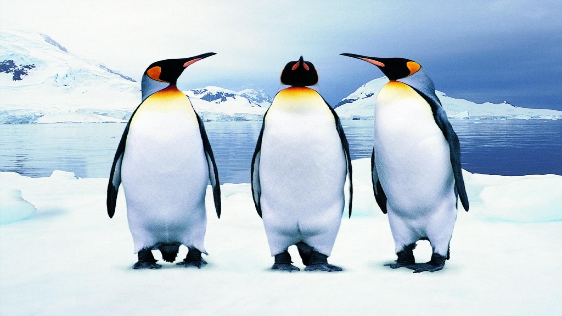 Google Penguin Has Shaken Up Search Results... Again!