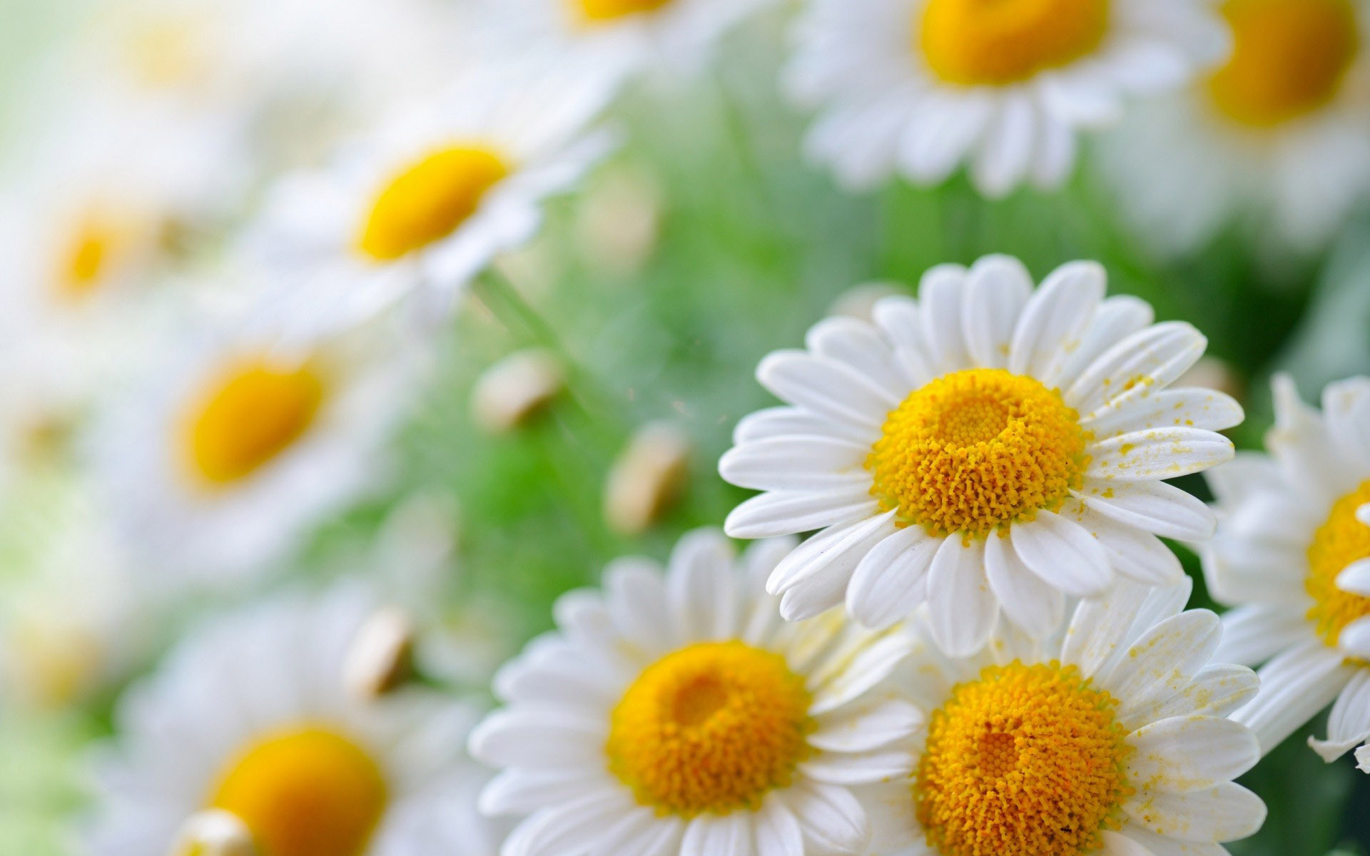 White Daisies HD Wallpapers | Hd Wallpapers