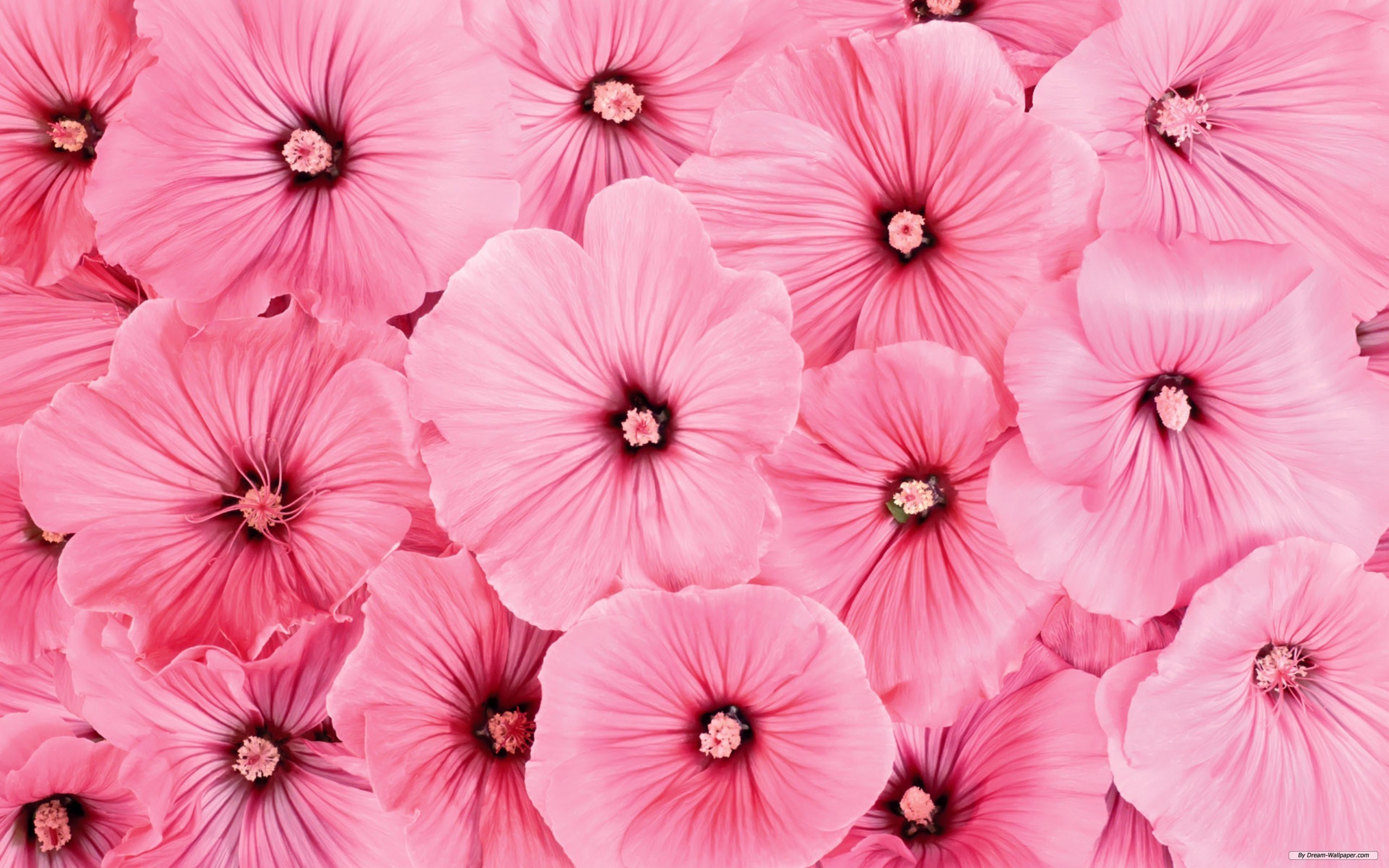 Pink Flower Image - Flowers Desktop Wallpaper