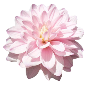 Pink Freesia Flower | Order Freesia At Wholesale