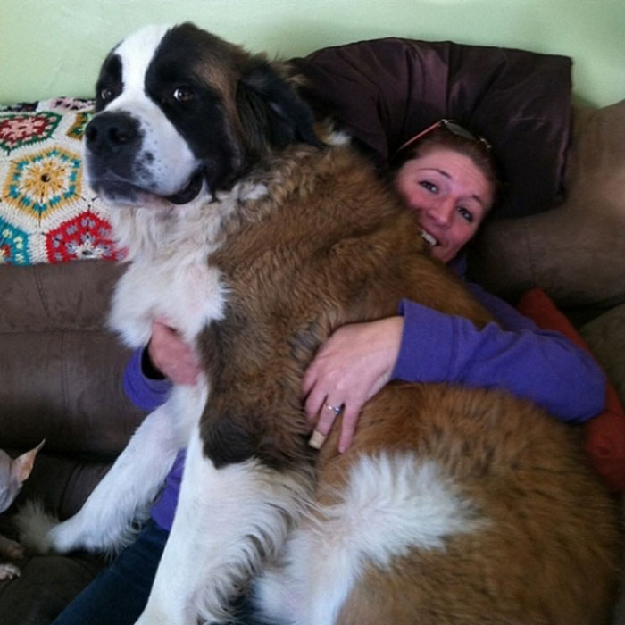 12 Super Large Dogs Who Think They're Lap Dogs | WebBurgr.com