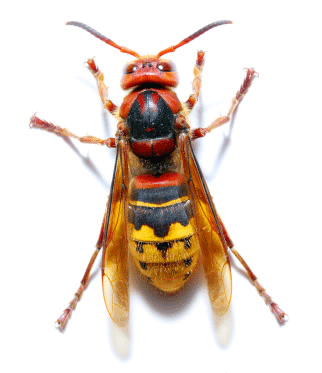 Bath Hornet Nest Removal | City of Bath