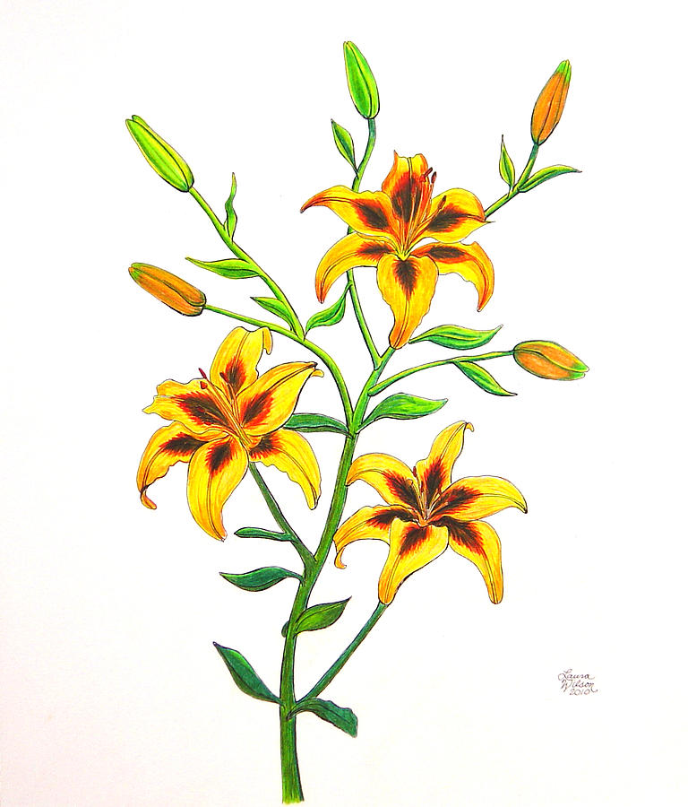 Candy Cane Lily by Laura Wilson - Candy Cane Lily Drawing - Candy ...