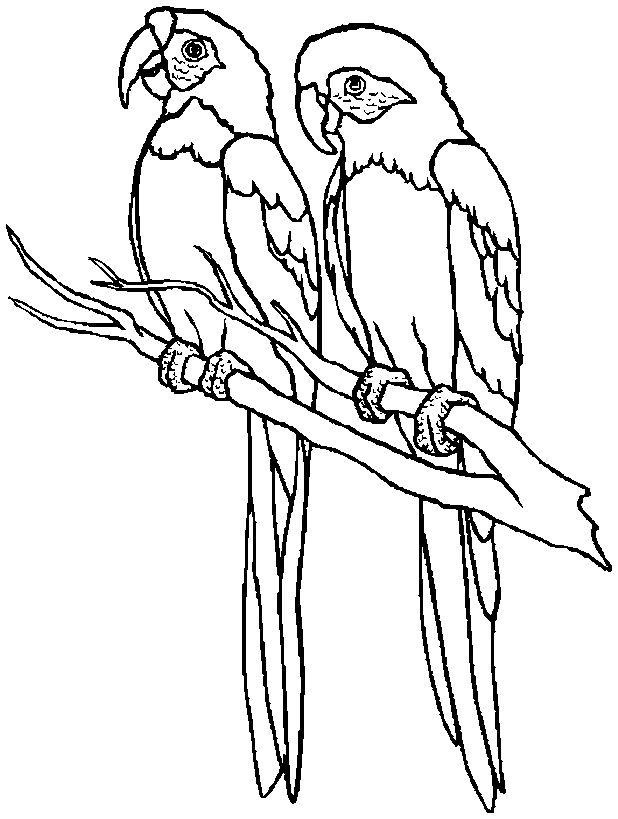 cartoon pictures of parrots