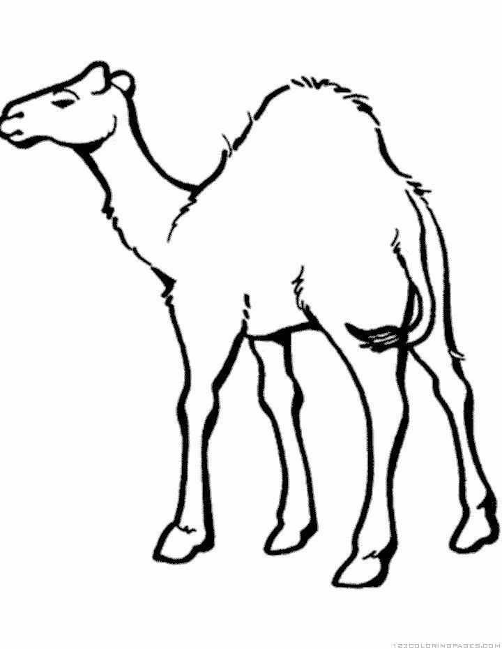Camel Coloring Pages