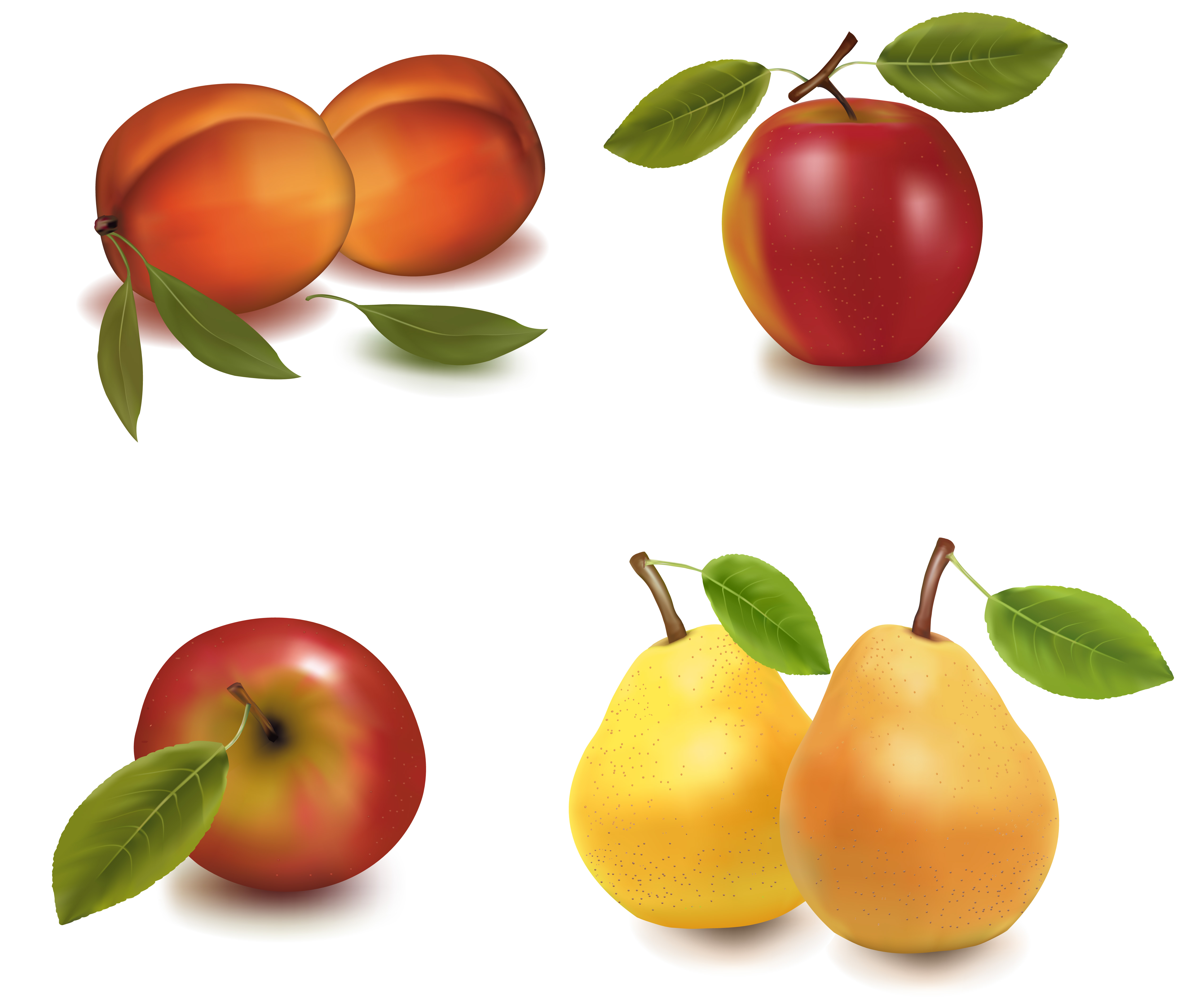 Realistic vector fruits Free Vector / 4Vector