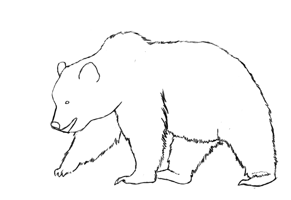 How To Draw A Bear - Draw Central