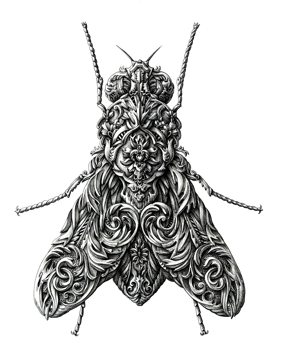 little-wings-insect-drawings- ...
