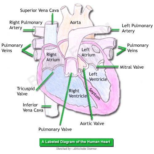 labeled-diagram-of-human-heart.jpg