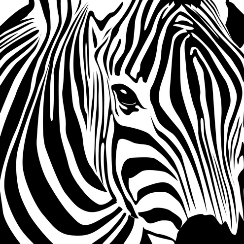 zebra | DragonArtz Designs (we moved to dragonartz.net)
