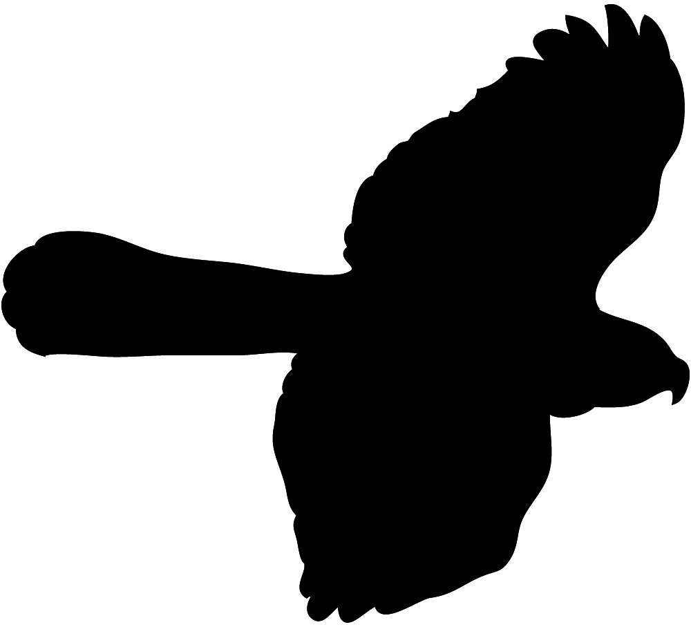 Cute Hawk Clipart | Clipart Panda - Free Clipart Images