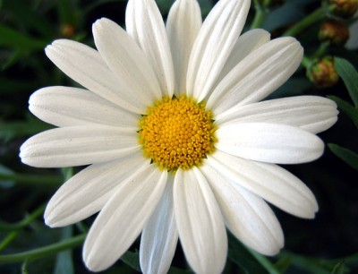 Daisies Cleaning Home Clean Home - Residential Cleaning Service ...