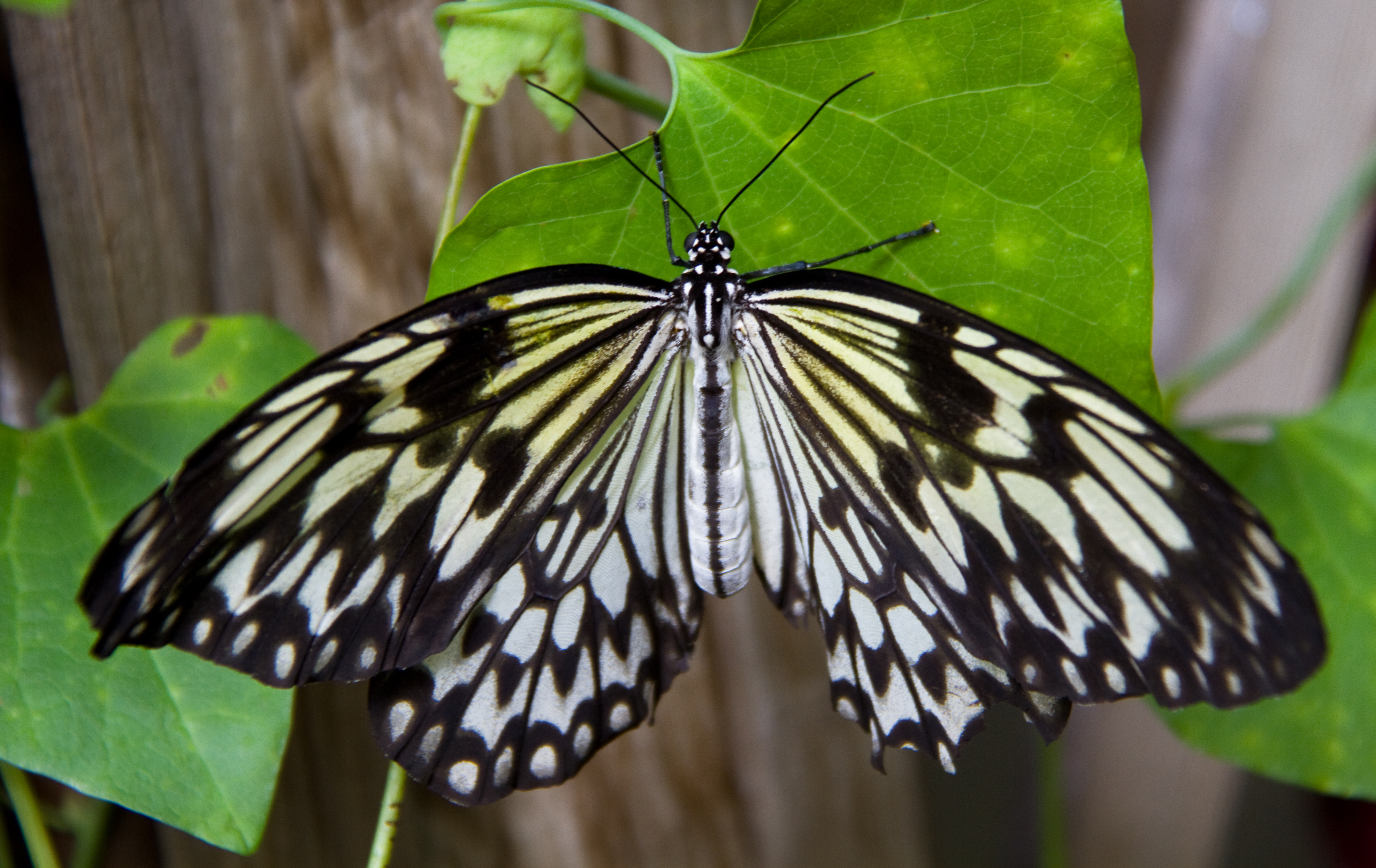 File:Black and White Butterfly 3 (7974366219).jpg - Wikimedia Commons