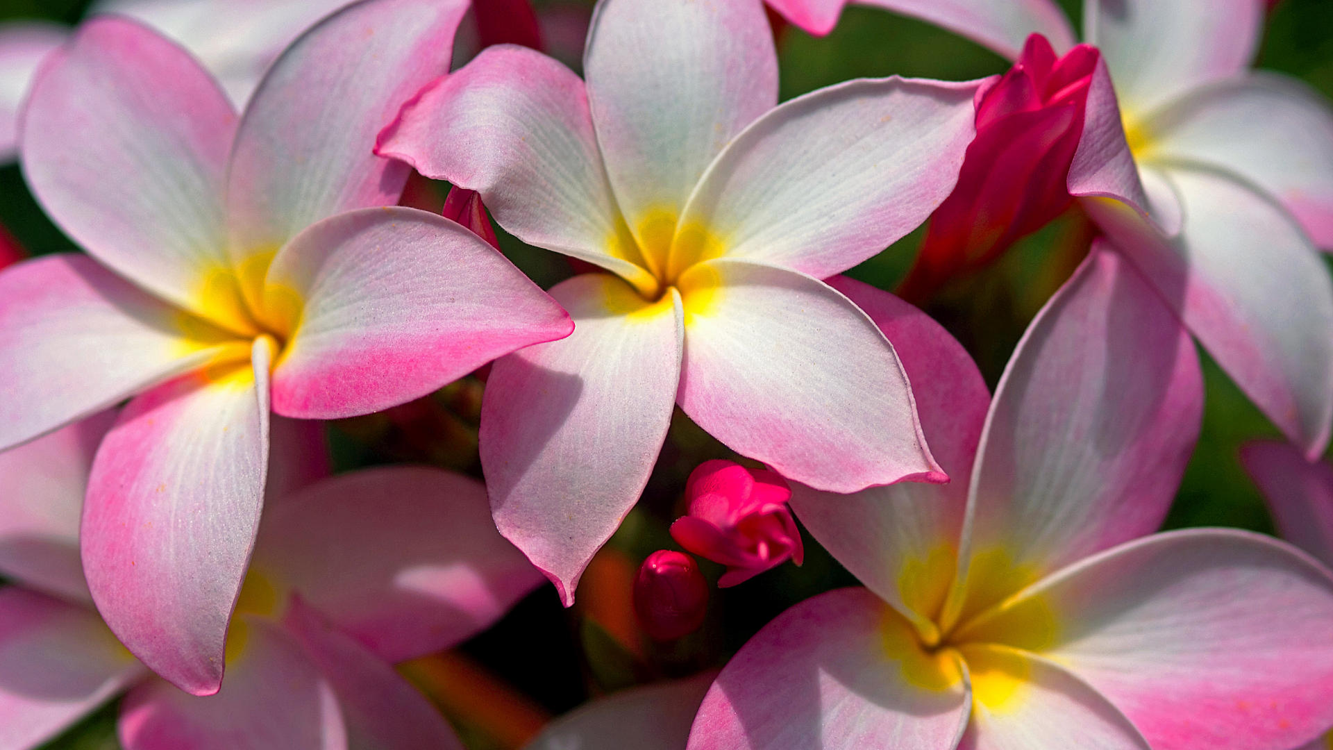 Hawaiian Flowers Wallpaper - Widescreen HD Wallpapers