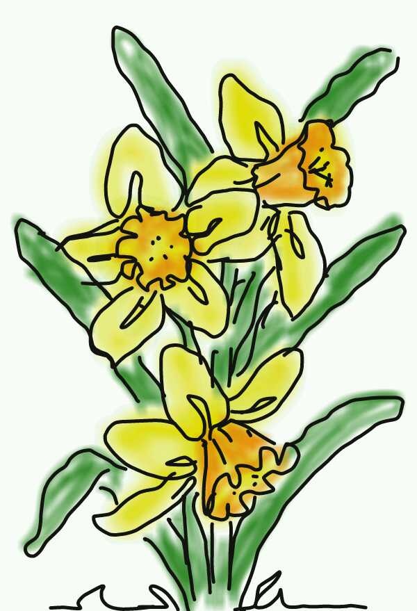 Daffodil drawing | Daffodil creations | Pinterest