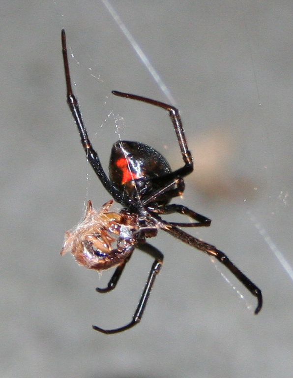 File:Black Widow Spider Eating Something.JPG - Wikipedia, the free ...
