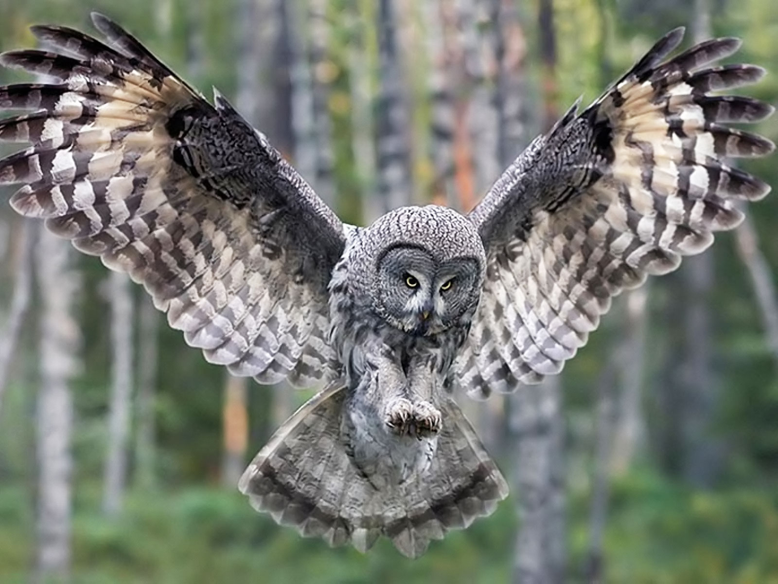 A Baltimore Valentines Day: Couples Owl Prowl | Citizens Planning ...