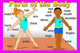 PARTS OF THE BODY flashcard | onlineFlashcards