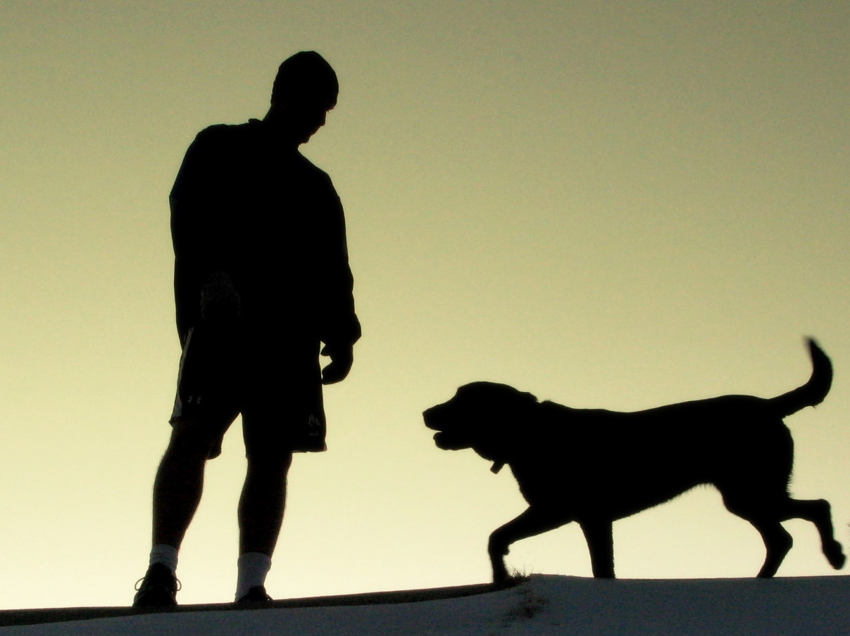 Labrador Retriever Silhouette––1207X904 free wallpaper download ...