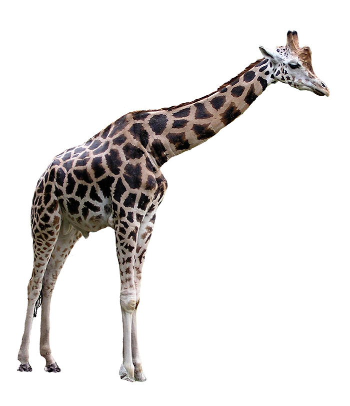 Africa Archives | Know the Animals