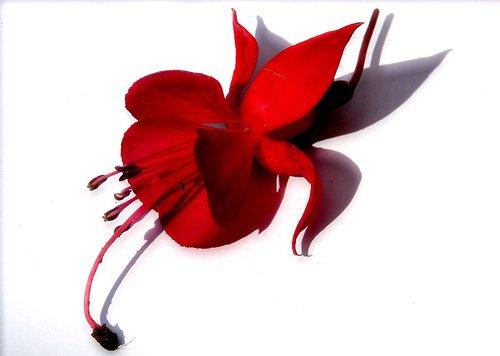 Flickriver: Most interesting photos tagged with negligee