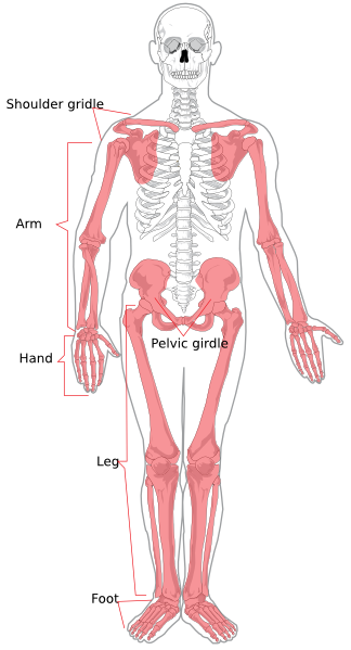 Appendicular Skeleton Diagram clip art - vector clip art online ...