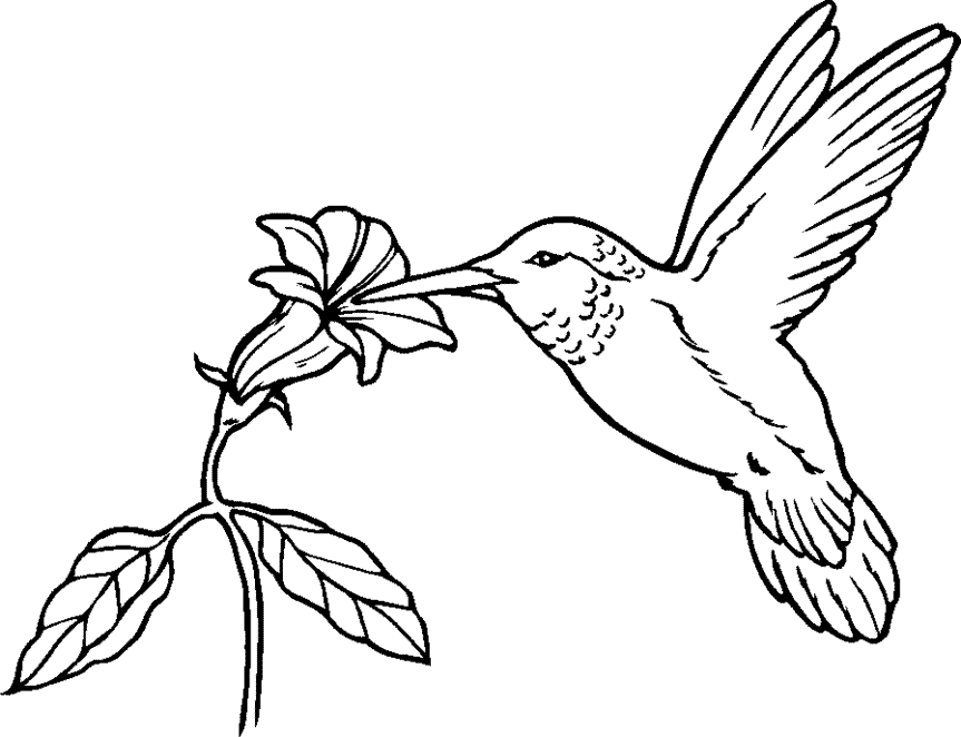 Hummingbird Drawings