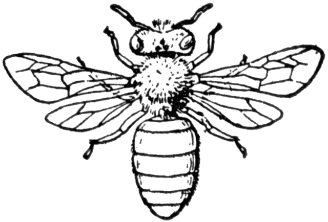 Honey Bee Drawing - Cliparts.co