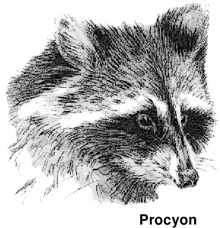 Free Raccoon Clipart, 1 Page Of Public Domain Clip Art - Cliparts.co